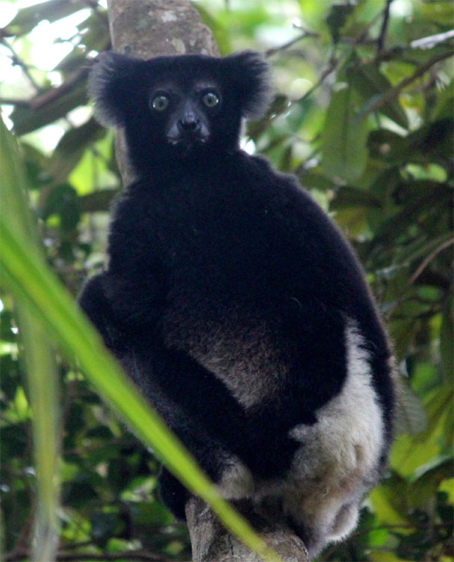 Een indri  kijkt ons aan