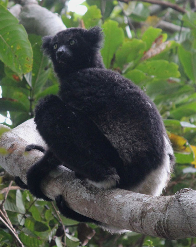 Een indri zit rustig in een boom