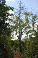 Kapokboom met vruchten 1