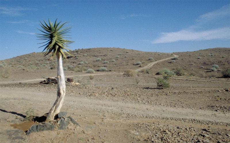 Koker aloe in woerstijn