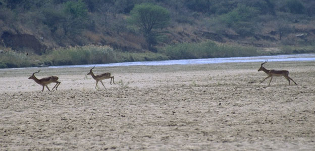 impalas1.jpg (57011 bytes)