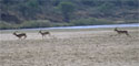 impalas2.jpg (8673 bytes)