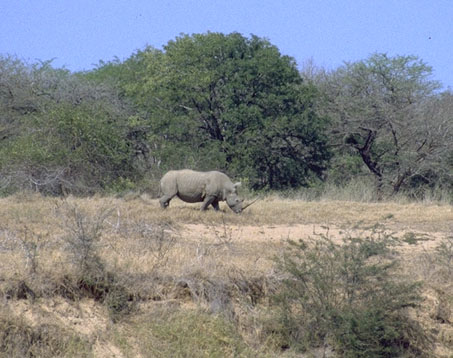 neushoorn1.jpg (59504 bytes)