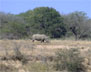 neushoorn2.jpg (8462 bytes)