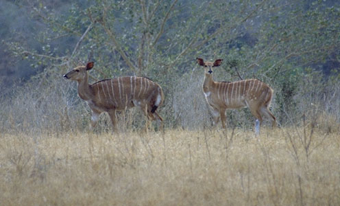 nyalas1.jpg (46410 bytes)