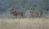 nyalas2.jpg (7388 bytes)