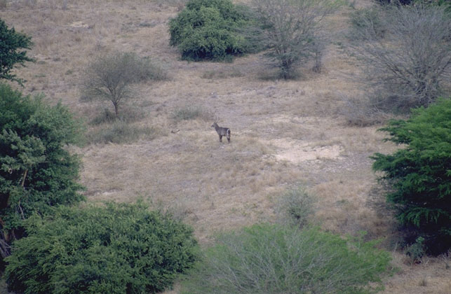 waterbok1.jpg (83329 bytes)