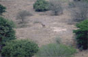 waterbok2.jpg (10185 bytes)