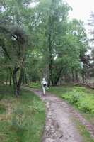 We lopen weer door het bos