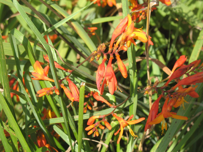 Bloeiende montbretia