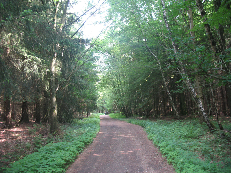 Wandeling door bos 1