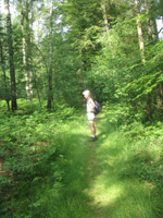 Wandeling door het bos