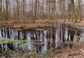 ven_buinerveld2.jpg (17973 bytes)